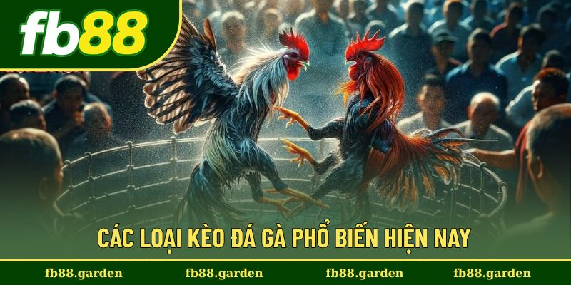 Phân loại phổ biến của kèo đá gà hiện nay