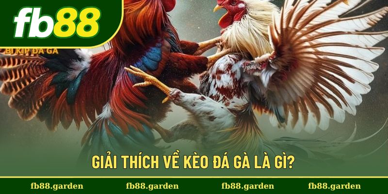 Tìm hiểu khái niệm kèo đá gà là gì?