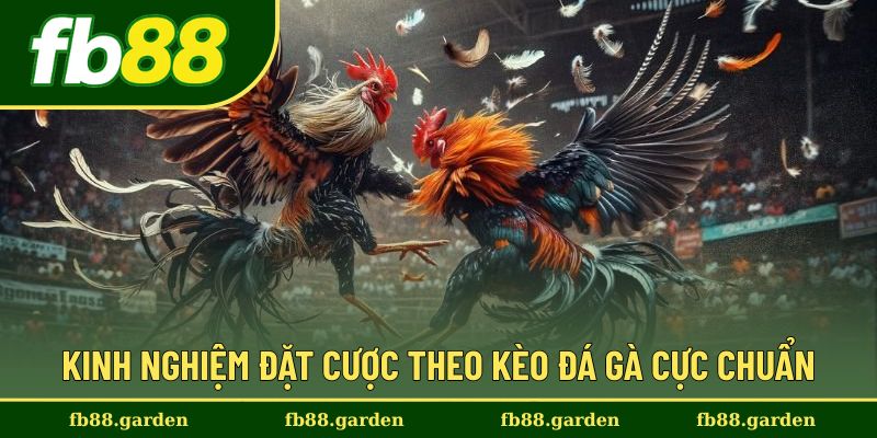 Hướng dẫn cá cược kèo đá gà thành công